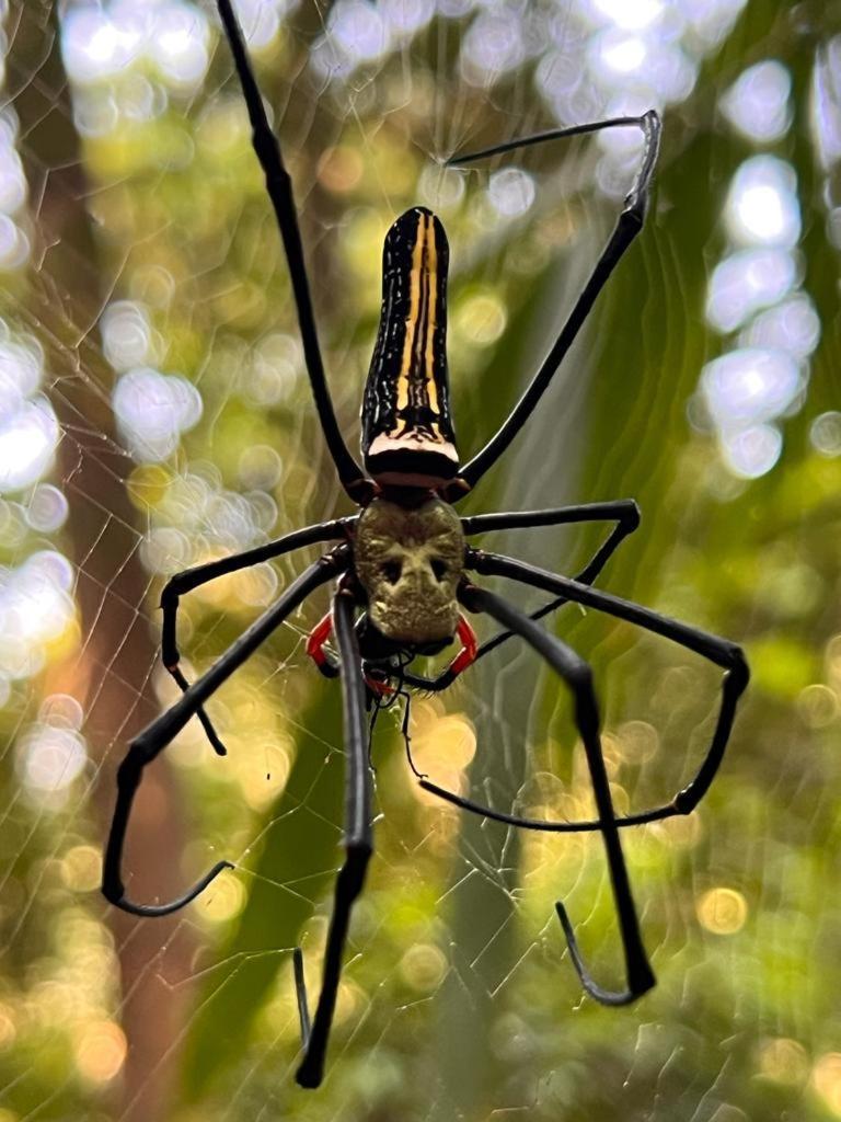 Rainforest Nest Deniyaya Luaran gambar